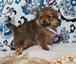 Puppy 4 Yoranian
