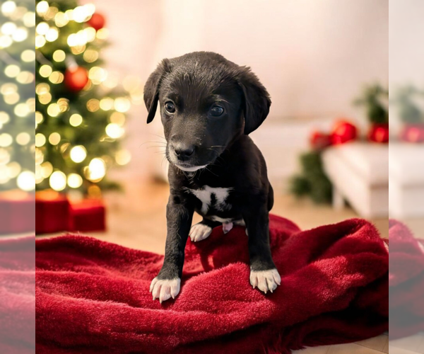 Medium Photo #4 Boxador Puppy For Sale in Vail, AZ, USA