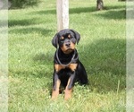 Small Photo #3 Rottweiler Puppy For Sale in SUGARCREEK, OH, USA