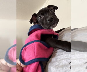 Mutt Dogs for adoption in Evansville, IN, USA