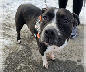 Mutt Dogs for adoption in Crete, IL, USA