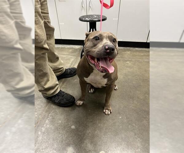 Medium Photo #1 American Pit Bull Terrier Puppy For Sale in Rosenberg, TX, USA