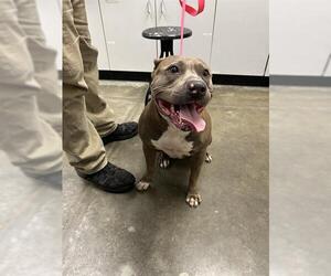American Pit Bull Terrier Dogs for adoption in Rosenberg, TX, USA