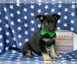 German Shepherd Dog Puppy for sale in LANCASTER, PA, USA