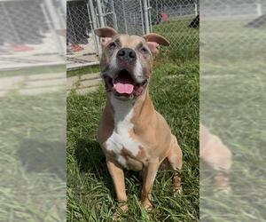 ZEUS - Male Boxer-Unknown Mix Dog for Adoption - Photo #2