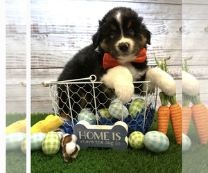 Medium Miniature Australian Shepherd