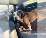 Small #12 American Pit Bull Terrier-American Staffordshire Terrier Mix
