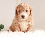 Small Photo #2 Miniature Bernedoodle Puppy For Sale in KILLINGER, PA, USA