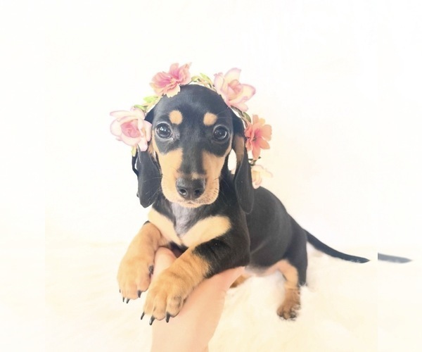 Medium Photo #3 Dachshund Puppy For Sale in DAVIS, CA, USA