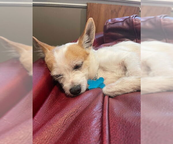 Medium Photo #1 Chihuahua-Unknown Mix Puppy For Sale in Plainfield, IL, USA