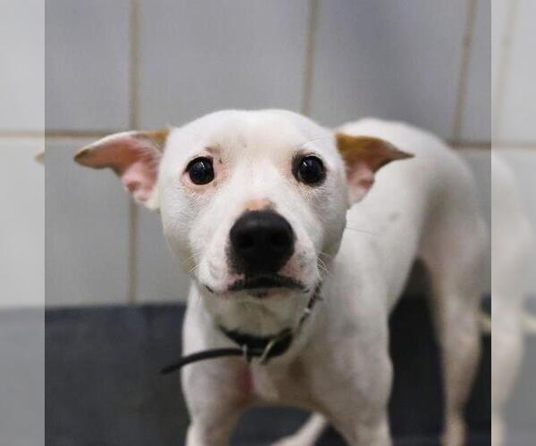 Medium Photo #1 Mutt Puppy For Sale in San Antonio, TX, USA