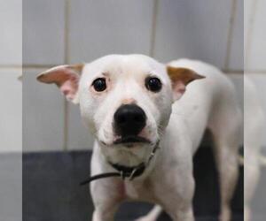 Mutt Dogs for adoption in San Antonio, TX, USA