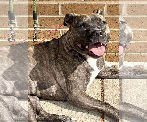 Medium Photo #1 American Pit Bull Terrier Puppy For Sale in Rockville, MD, USA