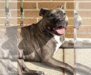 American Pit Bull Terrier Dogs for adoption in Rockville, MD, USA