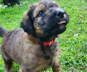 Pyredoodle Puppy for Sale in MELBOURNE VLG, Florida USA