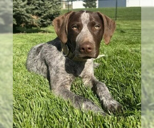 Medium Photo #1 German Shorthaired Pointer Puppy For Sale in Minneapolis, MN, USA