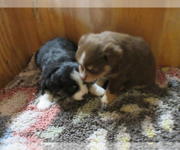 Medium Photo #3 Miniature Australian Shepherd Puppy For Sale in AUBURN, IN, USA
