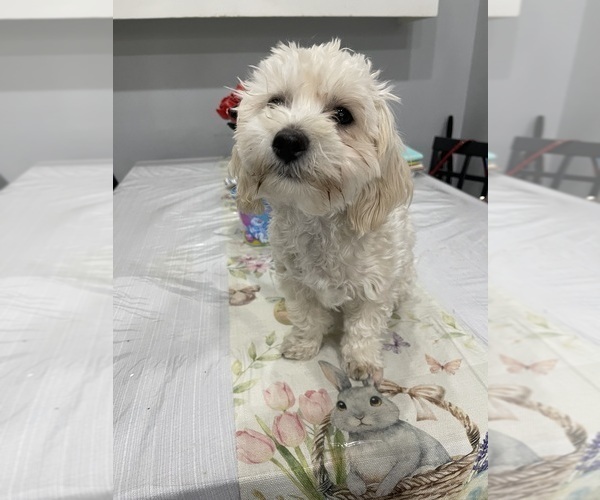Medium Photo #11 Maltipoo (Miniature) Puppy For Sale in PALMDALE, CA, USA
