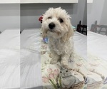 Small #10 Maltipoo (Miniature)
