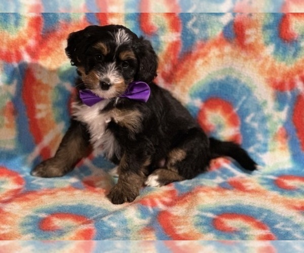 Medium Photo #4 Bernedoodle (Miniature) Puppy For Sale in LANCASTER, PA, USA