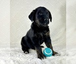 Small #3 Golden Shepherd