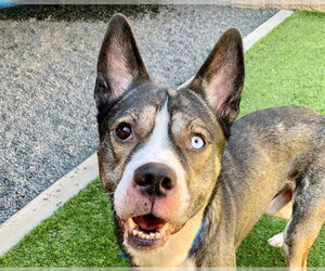 Akita-Unknown Mix Dogs for adoption in Moreno Valley, CA, USA