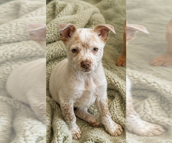 Medium Photo #2 Mutt Puppy For Sale in Phoenix, AZ, USA