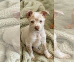 Small #1 Mutt