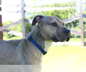 Anchor - Male Mutt Dog for Adoption - Photo #2