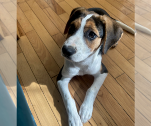 Mutt Dogs for adoption in Brooklyn, NY, USA