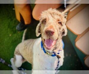 Poodle (Standard) Dogs for adoption in Orlando, FL, USA