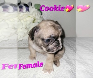 English Bulldog Puppy for sale in KNOXVILLE, TN, USA