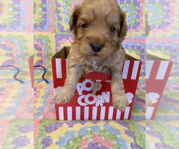 Medium Photo #1 Cavapoo Puppy For Sale in FREDERICKTOWN, MO, USA