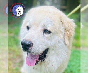 Great Pyrenees Dogs for adoption in Spring, TX, USA