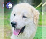 Small Great Pyrenees