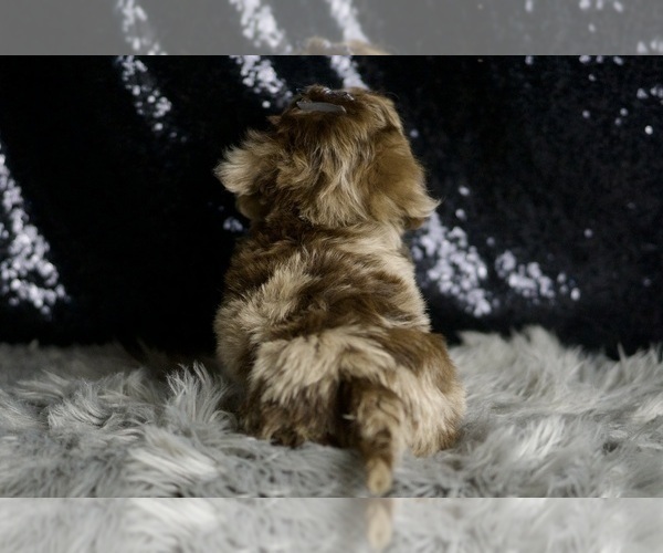Medium Photo #101 Yorkipoo Puppy For Sale in WARSAW, IN, USA