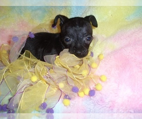 Medium Photo #5 Chihuahua Puppy For Sale in JACKSON, MS, USA