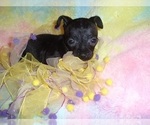 Small #4 Chihuahua