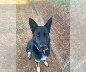 Siberian Husky-Unknown Mix Dogs for adoption in FRAMINGHAM, MA, USA