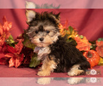 Small Photo #2 Morkie Puppy For Sale in SAFFORD, AZ, USA