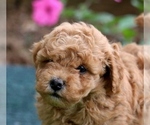 Small Photo #1 Poodle (Miniature) Puppy For Sale in MORGANTOWN, PA, USA