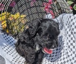 Small #9 Cavapoo