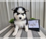 Small Photo #12 Pomsky Puppy For Sale in BELLEVUE, IA, USA
