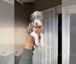 Puppy 2 American Staffordshire Terrier-Cane Corso Mix