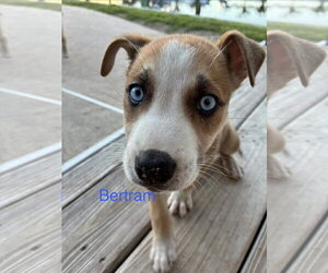 Mutt Dogs for adoption in Royal Palm Beach, FL, USA