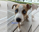 Bertram* - Male Mutt Dog for Adoption - Small photo