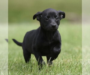 Borador Dogs for adoption in Mechanicsburg, PA, USA