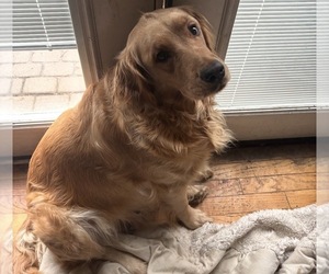 Mother of the Golden Labrador puppies born on 11/19/2025