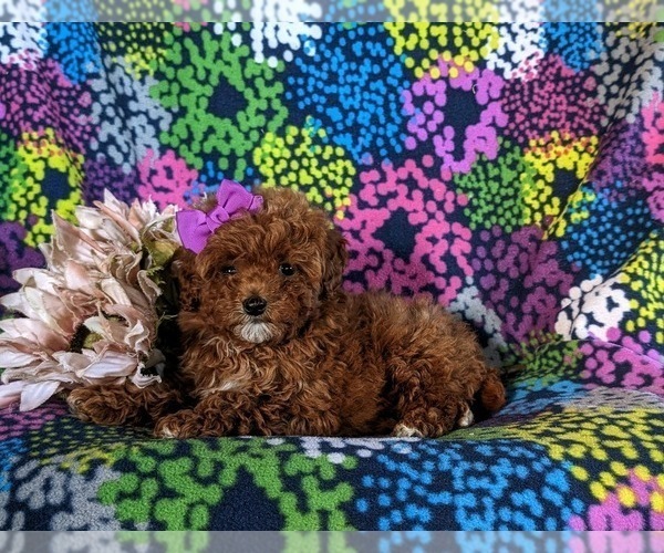 Medium Photo #5 Poodle (Miniature) Puppy For Sale in NOTTINGHAM, PA, USA