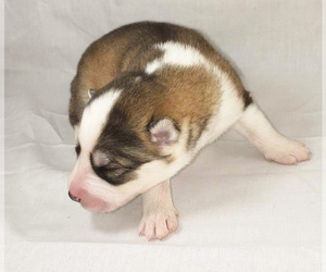 Siberian Husky Puppy for sale in MORGANTON, NC, USA